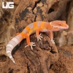ug_Baby_Tangerine_Albino_Leopard_Gecko_5.jpg