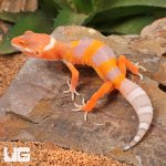 ug_Baby_Tangerine_Albino_Leopard_Gecko_3.jpg