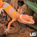 ug_Baby_Tangerine_Albino_Leopard_Gecko_1.jpg