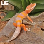 ug_Baby_Tangerine_Albino_Leopard_Gecko_2.jpg