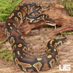 ug_Yearling_Blackhead_Yellowbelly_Ball_Python_1.jpg
