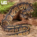 ug_Yearling_Blackhead_Ball_Python_2.jpg