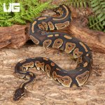 ug_Yearling_Blackhead_Ball_Python_1.jpg