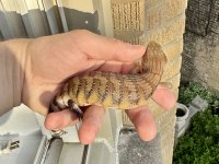 IMG_3922.jpeg