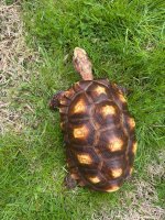 IMG_1237.jpeg