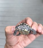 terrapin3.jpeg