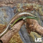 ug_Olive_Tree_Skink_4.jpg