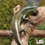 ug_Olive_Tree_Skink_3.jpg