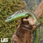 ug_Olive_Tree_Skink_2.jpg