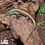 ug_Olive_Tree_Skink_1.jpg