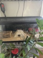 IMG_2472.jpeg