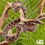 ug_Many_Spotted_Cat_Snake_3.jpg
