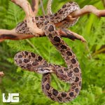 ug_Many_Spotted_Cat_Snake_2.jpg