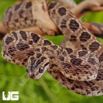 ug_Many_Spotted_Cat_Snake_1.jpg