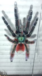 IMG_0009.jpeg