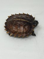IMG_7981.jpeg
