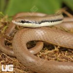 ug_Malayan_Ringneck_Snake_4.jpg