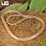 ug_Malayan_Ringneck_Snake_3.jpg