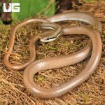 ug_Malayan_Ringneck_Snake_2.jpg