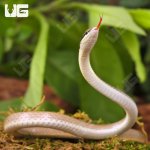 ug_Malayan_Ringneck_Snake_1.jpg