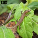 ug_Ashy_Gecko_4.jpg