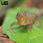 ug_Ashy_Gecko_1.jpg