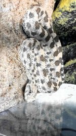 IMG_8242.jpeg