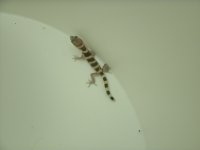 GEDC3771.JPG