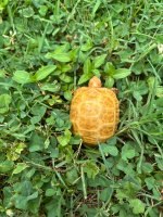 IMG_3532.jpeg