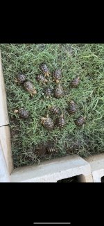 leopard tortoises.jpg