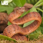 ug_Smooth_Slug_Snake_4.jpg
