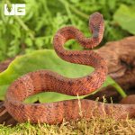 ug_Smooth_Slug_Snake_1.jpg