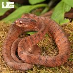 ug_Smooth_Slug_Snake_3.jpg