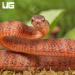 ug_Smooth_Slug_Snake_2.jpg