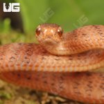 ug_Baby_Smooth_Slug_Snake_4.jpg