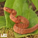 ug_Baby_Smooth_Slug_Snake_3.jpg
