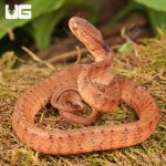 ug_Baby_Smooth_Slug_Snake_2.jpg