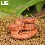 ug_Baby_Smooth_Slug_Snake_1.jpg