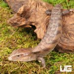 ug_Baby_Northern_Blue_Tongue_Skink_5.jpg