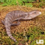 ug_Baby_Northern_Blue_Tongue_Skink_4.jpg