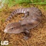ug_Baby_Northern_Blue_Tongue_Skink_3.jpg