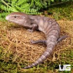 ug_Baby_Northern_Blue_Tongue_Skink_2.jpg