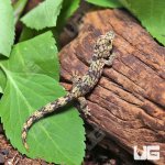 ug_chameleon_gecko_1_4.jpg