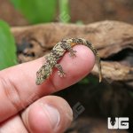 ug_chameleon_gecko_1_3.jpg