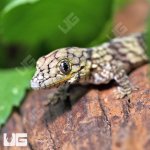 ug_chameleon_gecko_1_1.jpg