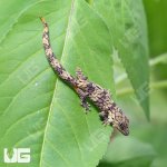 ug_chameleon_gecko_1_2.jpg