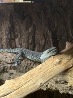 IMG_5425.jpeg