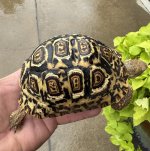 IMG_4292.jpeg