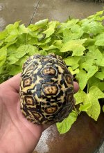 IMG_4296.jpeg
