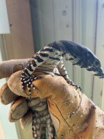 IMG_0257.jpeg